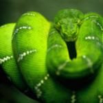 pic for snake green